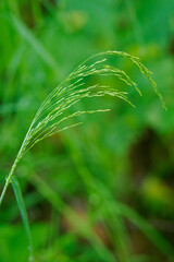 Beautiful green part of a grassy plant.