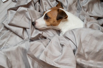 Top view of jack russell terrier dog lying in bed. 