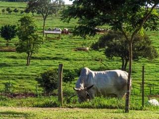 Guzera cattle feed in the pasture of a beef cattle farm in Brazil