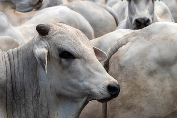 Herd of Nelore cattle grazing in a pasture on the brazilian ranch