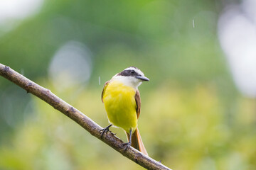 Fototapeta premium Great Kiskadee