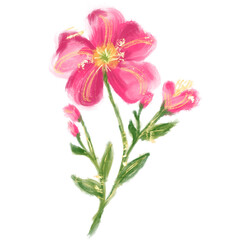 pink carnation flowers