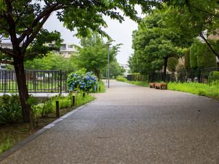新緑に覆われた公園の遊歩道