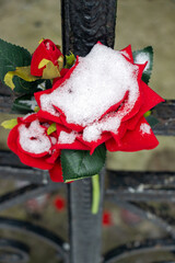 A snow-covered red rose attached to the gate lattice