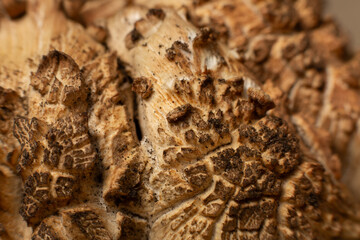 forest mushrooms in close-up.  mushrooms grown in the countryside, cooking healthy food, spices and exotic dishes. medicinal products from mushrooms. macro photography