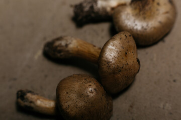forest mushrooms in close-up.  mushrooms grown in the countryside, cooking healthy food, spices and exotic dishes. medicinal products from mushrooms. macro photography