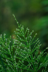 Drops of morning dew on the green parts of horsetail.
