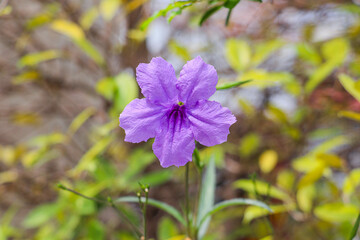 Obraz premium Ruellia Tuberosa Blooming Brightly Against Colorful Leaves In Peaceful Garden Setting