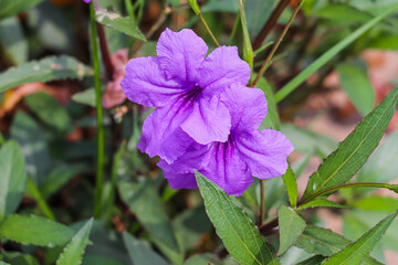 Ruellia Tuberosa Purple Blossoms Surrounded By Green Leaves In Natural Garden Setting