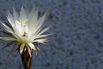 cactus echinopsis eyriesii flower in a pot