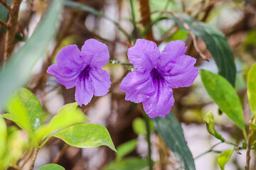 Two Ruellia Tuberosa Flowers Blooming Gracefully Among Lush Green Leaves And Stems
