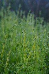Fresh green leaves of nightshade outdoors.
