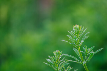 Fresh green leaves of nightshade outdoors.
