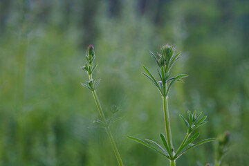 Fresh green leaves of nightshade outdoors.
