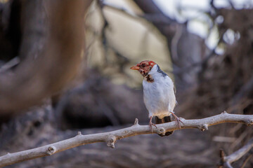 Juvenile yellow billed Cardinal (Paroaria capitata) perched on a tree branch.