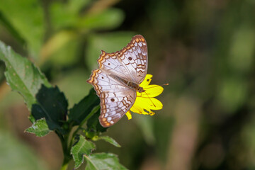 White peacock butterfly (Anartia jatrophae) on a yellow flower.