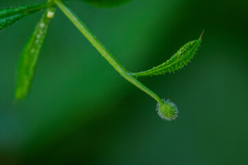 Macro close-up of a green ball with hooks from a nightshade plant on a stem with a leaf.

