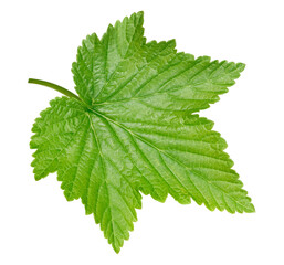 Leaves currant on the white background. Leaves currant collection isolated clipping path