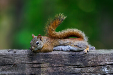 American Red Squirrel (Tamiasciurus hudsonicus) lying down and resting, isolated with a green background during late spring. 