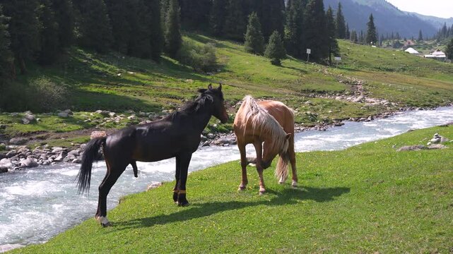 Stallion horses grazing near flowing mountain river in Altyn Arashan valley, Kyrgyzstan. One stallion get penis erection and then he is dangling his penis