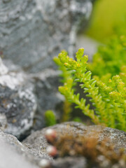 Yellow buds on the hardy rock garden plant sedum near the stones. 
