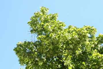 Tree branches with green leaves under blue sky, low angle view