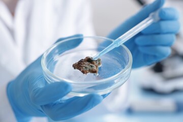 Scientist working with sample in Petri dish in laboratory, closeup