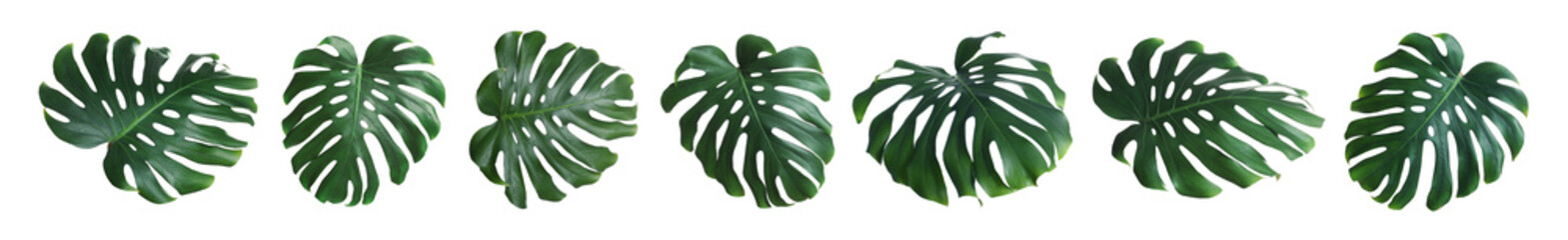 Green tropical leaves of monstera plant isolated on white, set
