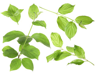 Fototapeta premium Branches with green leaves on white background, collage