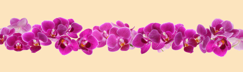 Obraz premium Beautiful orchid flowers on beige background, banner design