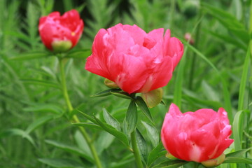 Threefold Bloom: A Symphony of Rosy Hues and Lush Petals