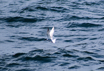 bird at flight with the sea