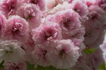 Showy and bright Prunus Kanzan Japanese Flowering Cherry double layer flowers close-up. Sakura blossom. Japanese cherry blossom.