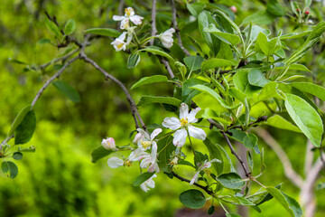 cherry on a branch