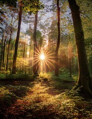 Obraz premium shining through forest canopy, golden hour vibes” 