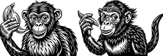 monkey chimpanzee holding and eating banana. A monkey holding a banana, isolated on a white background.