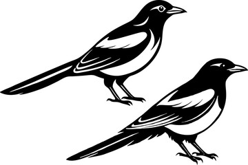 Magpie logo icon. Magpie logo. Isolated magpie on white background