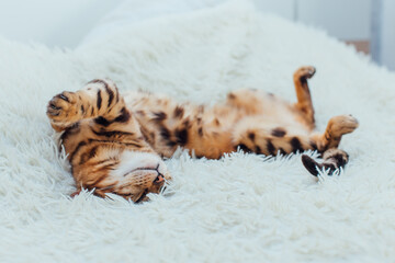 Bengal kitty cat laying on the white fury blanket on the back indoors