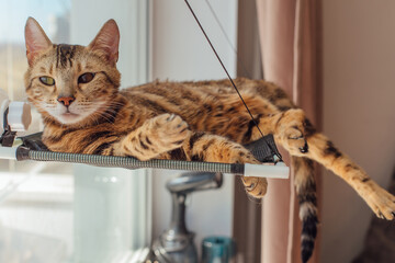 Cute little bengal kitty cat laying on the cat's window bed watching on the room. Sunny seat for cat on the window.