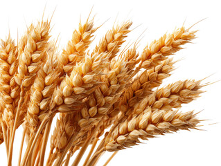 Close-up of ripe wheat grains, cereal crop for bread production, isolated on a Transparent background, PNG file.