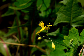 Delicate yellow wildflower bud emerging among green leaves in a shaded natural environment, symbolizing growth and the subtle beauty of nature.

