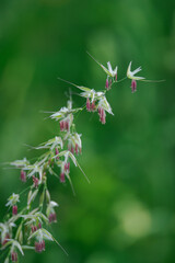 A macro close-up of the flowers of tall oat-grass. 
