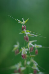 A macro close-up of the flowers of tall oat-grass. 
