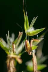 A macro close-up of the flowers of tall oat-grass. 
