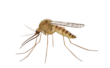 Free marco photo of mosquito in transparent background