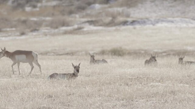 Herd of antelope one walking 