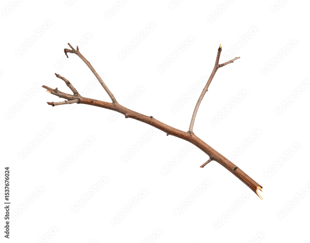 Poster bare branch with budding tips and broken end angled composition