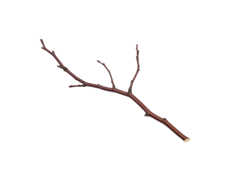 Bare Branch with Budding Tips A CloseUp of Dormant Spring Growth
