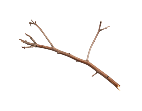 Bare Branch with Budding Tips and Broken End Angled Composition