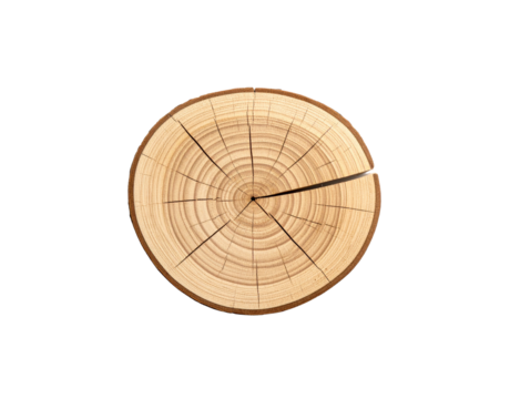 CrossSection of a Tree Trunk with Visible Growth Rings and Cracks